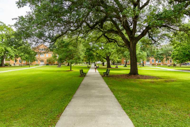A college campus with a very large tree overhaning a sidewalk. 